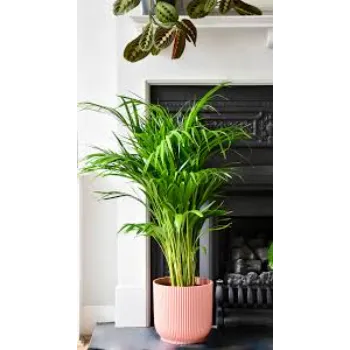 Designer Areca Palm Plant